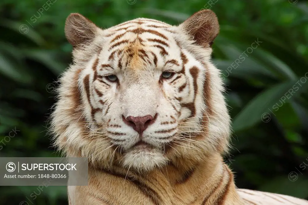 White Tiger (Panthera tigris), portrait, Singapore Zoo, Singapore, Asia