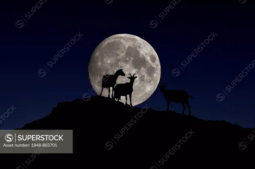 Dairy goats in silhouette on a hill in front of the full moon, Bioziegenhof, Zum Weißen Haus 1, Othenstorf, Mecklenburg-Western Pomerania, Germany, Eu...