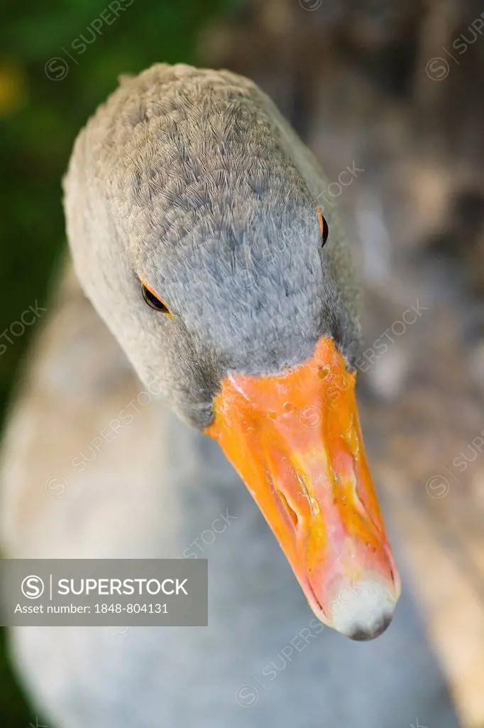 Greylag Goose (Anser anser), Siegerland region, North Rhine-Westphalia, Germany, Europe