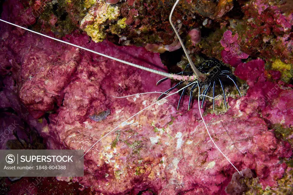 Painted Spiny Lobster (Panulirus versicolor) in a cave with colourful coral, Philippines, Asia