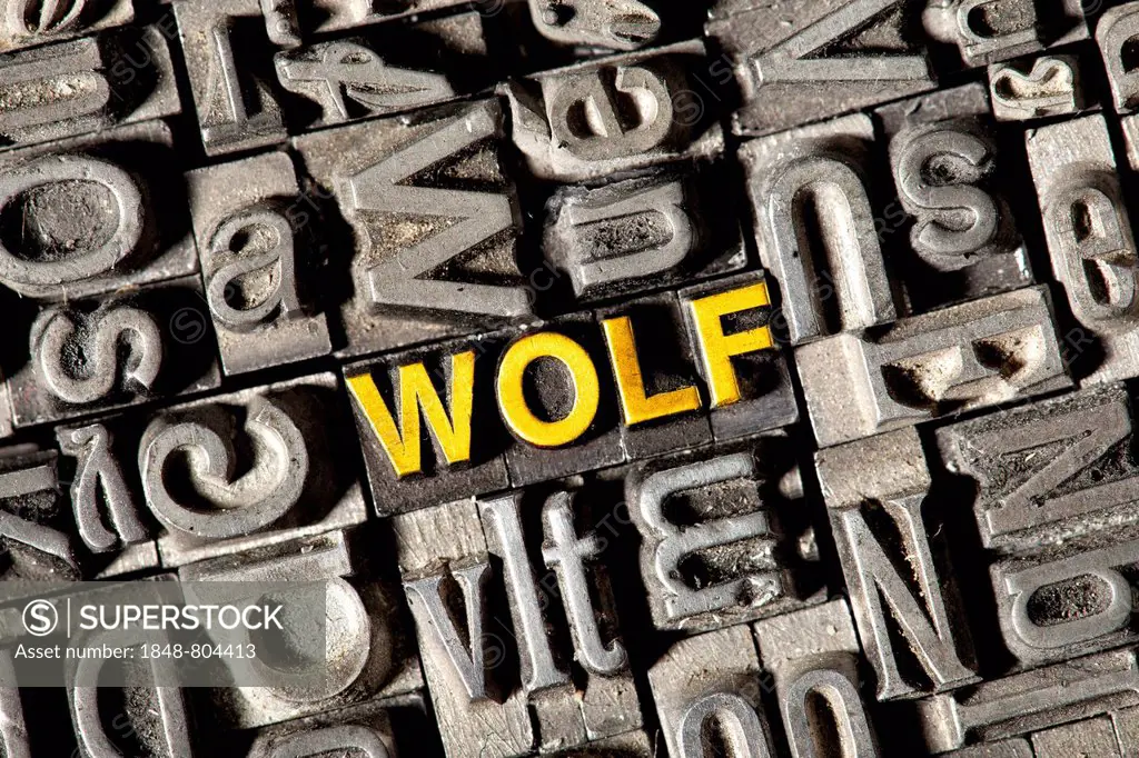 Old lead letters forming the word wolf