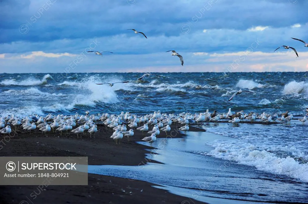 Flock of Ring-billed Gulls (Larus delawarensis) sitting at the southernmost point of Canada on Lake Erie, Point Pelee Nationalpark, Lake Erie, Ontario...