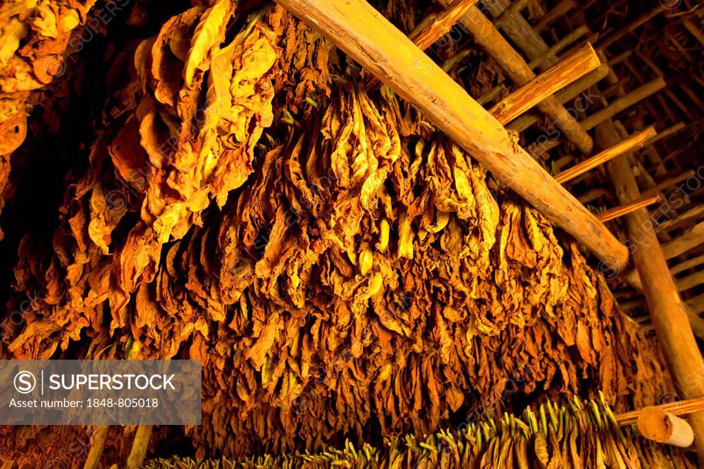 Tobacco leaves hung up to dry in a barn, Valle de Viñales, Pinar del Río Province, Cuba