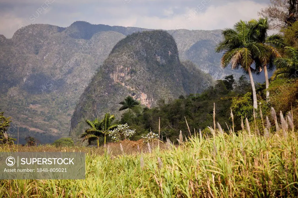Landscape with Karst mountains and the cultivation of tobacco, Valle de Viñales, Pinar del Río Province, Cuba