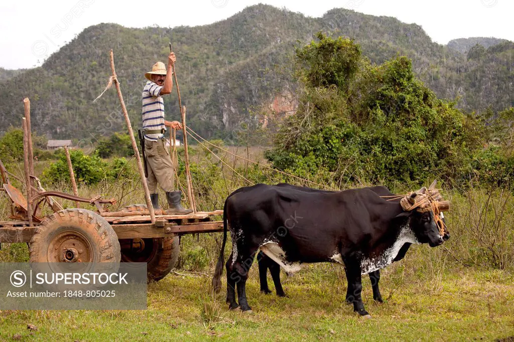 Farmer with an oxen-drawn cart, Valle de Viñales, Pinar del Río Province, Cuba