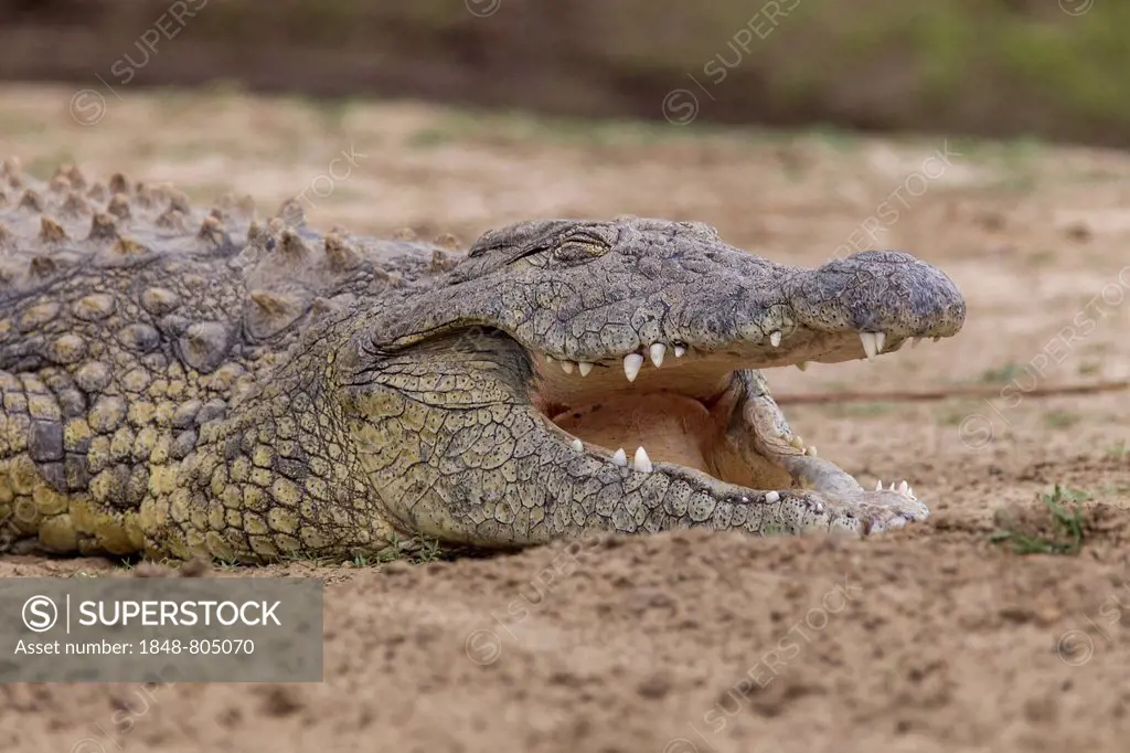 Nile Crocodile (Crocodylus niloticus) with opened mouth, Okapuka Ranch, Namibia