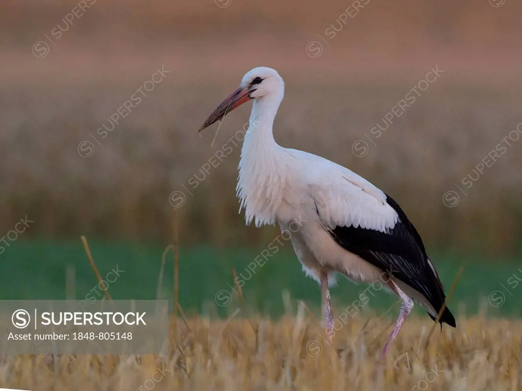 White Stork (Ciconia ciconia), Kyllburg, Rhineland-Palatinate, Germany