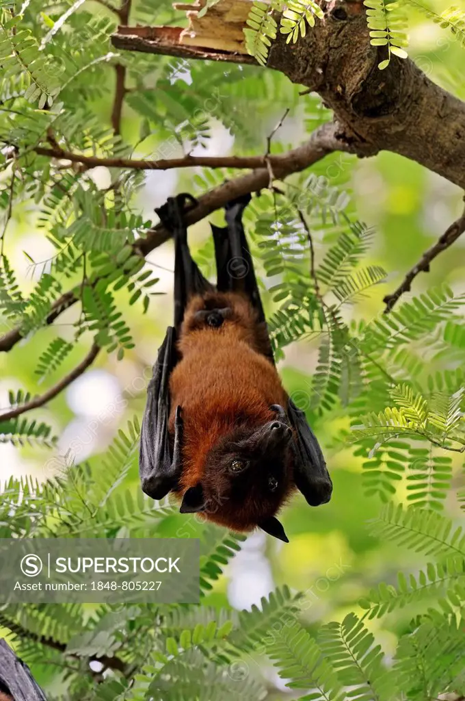 Indian Flying Fox or Greater Indian Fruit Bat (Pteropus giganteus), male at roost, Uttar Pradesh, India