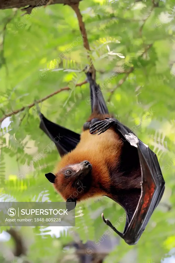 Indian Flying Fox or Greater Indian Fruit Bat (Pteropus giganteus), male at roost, Uttar Pradesh, India