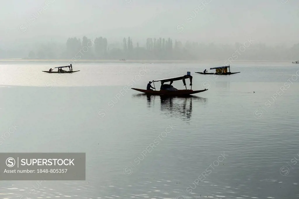 Shikara boats on Dal Lake in the early morning, Srinagar, Jammu and Kashmir, India