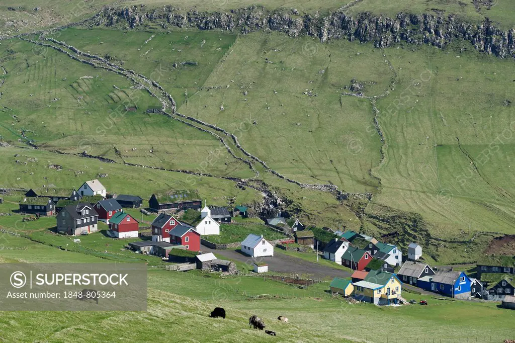 Grazing sheep, meadows, village, Mykines, Mykines, Faroe Islands, Denmark