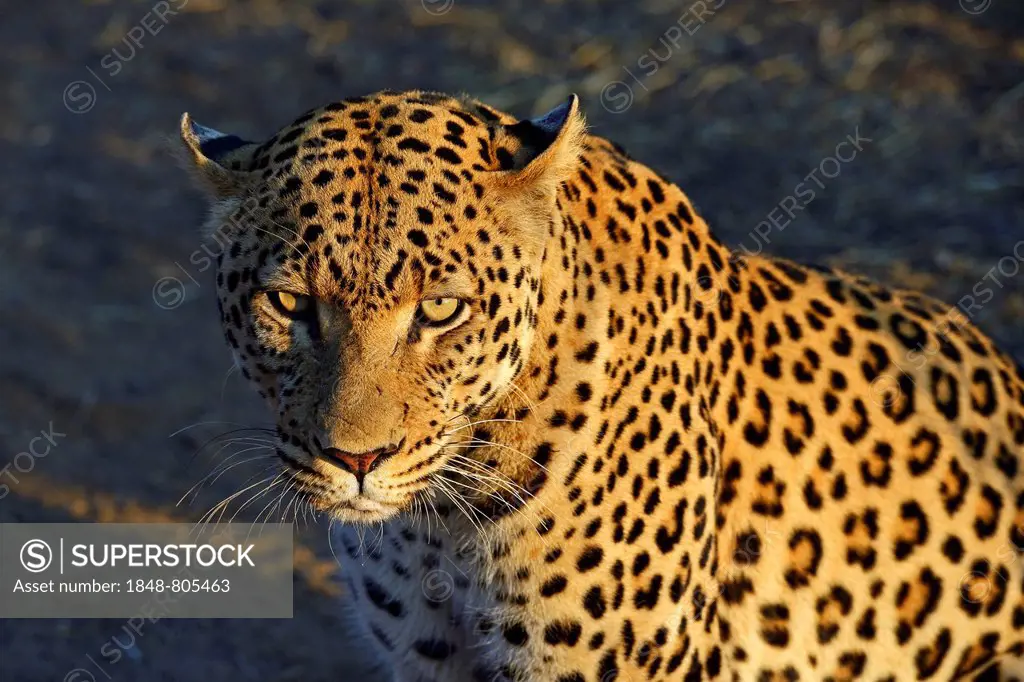 Leopard (Panthera pardus), Khomas Region, Namibia