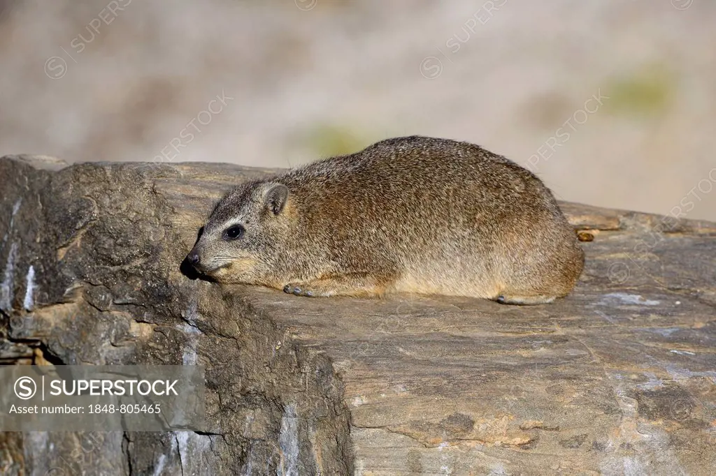 Rock Hyrax or Cape Hyrax (Procavia capensis), Khomas Region, Namibia