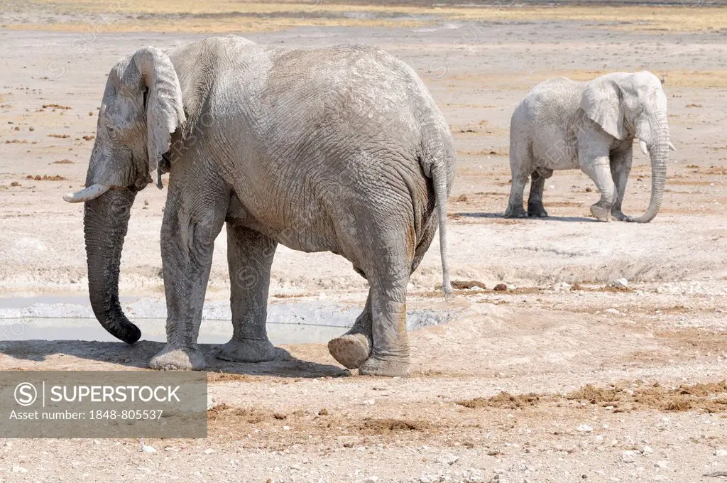 African Elephants (Loxodonta africana) after a mud bath at the Nebrownii waterhole, Etosha National Park, Okaukuejo, Kunene Region, Namibia