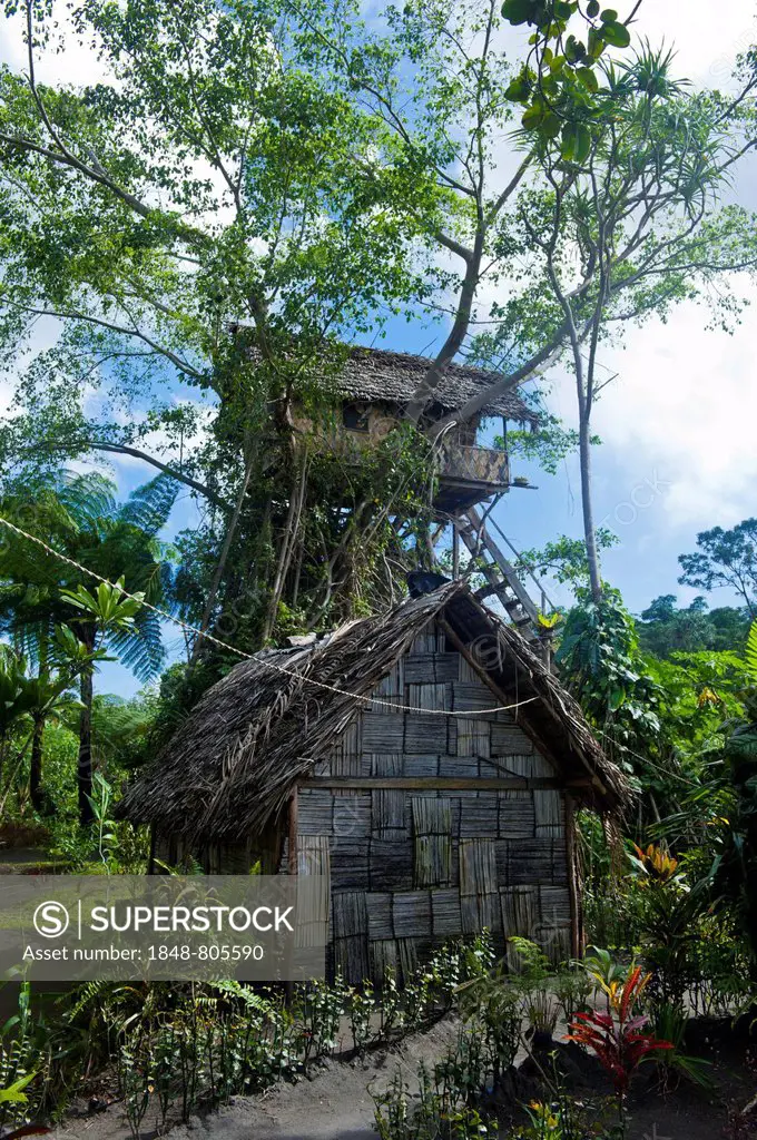 Tree house in a Banyan tree, Tanna, Vanuatu