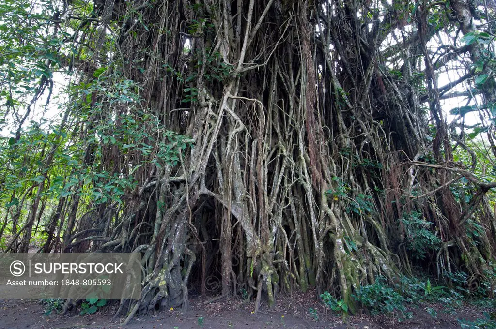 Giant Banyan tree (Ficus sp.), Tanna, Vanuatu