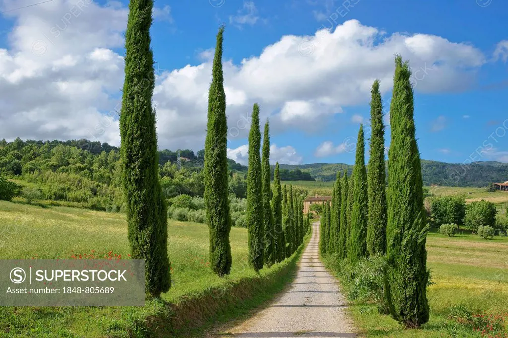 Cypress avenue to a Tuscan farmhouse, Tuscany, Italy