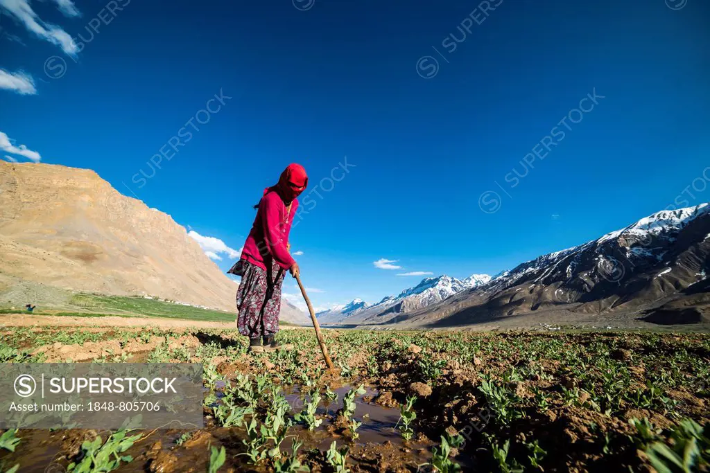 Local woman irrigating fields, Spiti valley, Himachal Pradesh, India