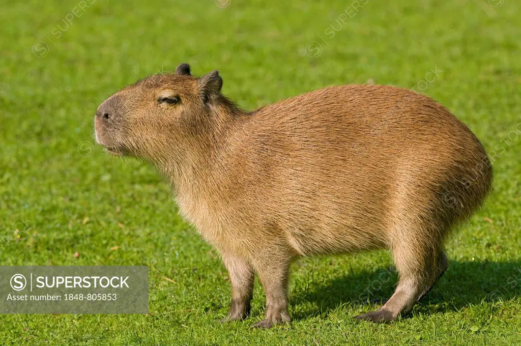 Capybara (Hydrochoerus hydrochaeris) standing in a meadow, captive, native to South America, Saxony, Germany