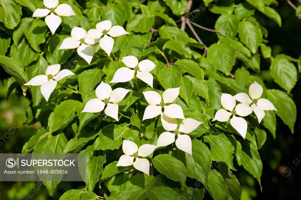 Kousa Dogwood or Chinese Dogwood (Cornus kousa), flowers and leaves, ornamental plant, Thuringia, Germany