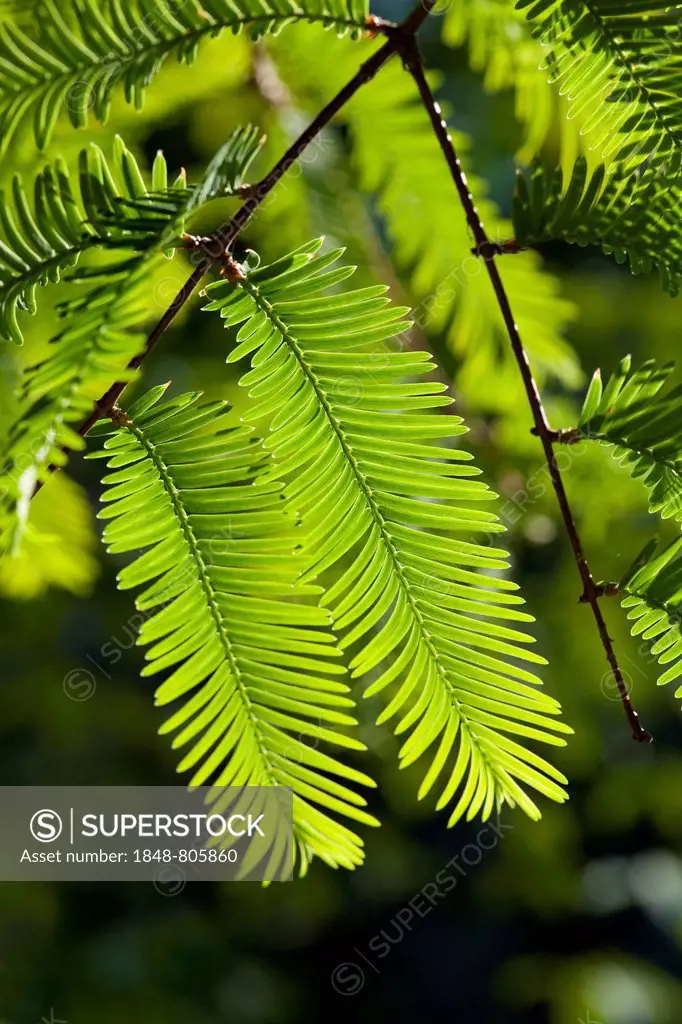 Dawn Redwood (Metasequoia glyptostroboides), Thuringia, Germany