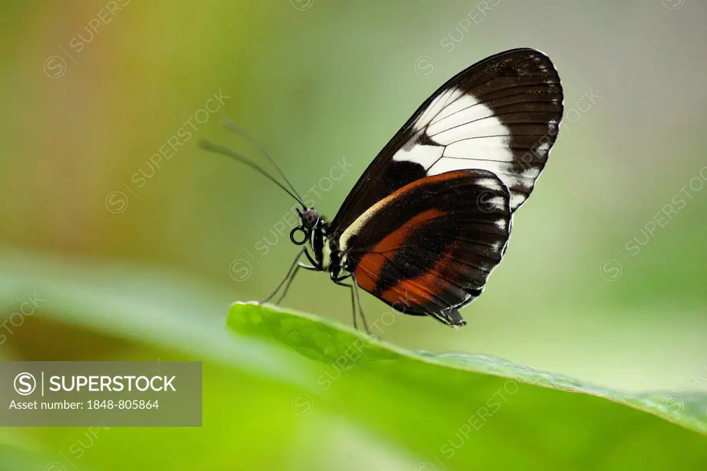 Cydno Longwing Butterfly (Heliconius cydno) sitting on a leaf, captive, native to Central America and South America, Saxony, Germany