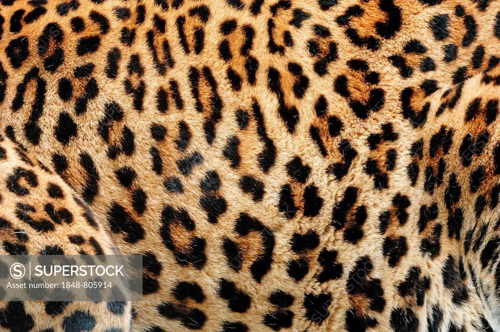 Sri Lankan leopard (Panthera pardus kotiya), fur detail, native to Sri Lanka, captive, Germany