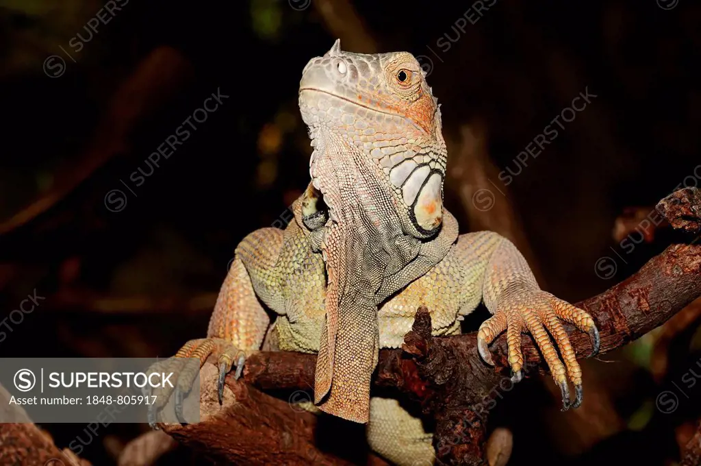 Green Iguana (Iguana iguana), male, native to South America, captive, North Rhine-Westphalia, Germany