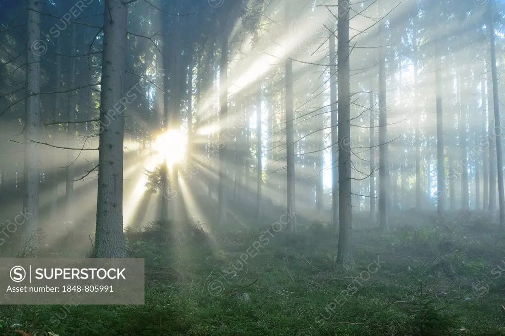 Rays of sunlight breaking through the early morning mist in a forest, near Kindberg, Styria, Austria