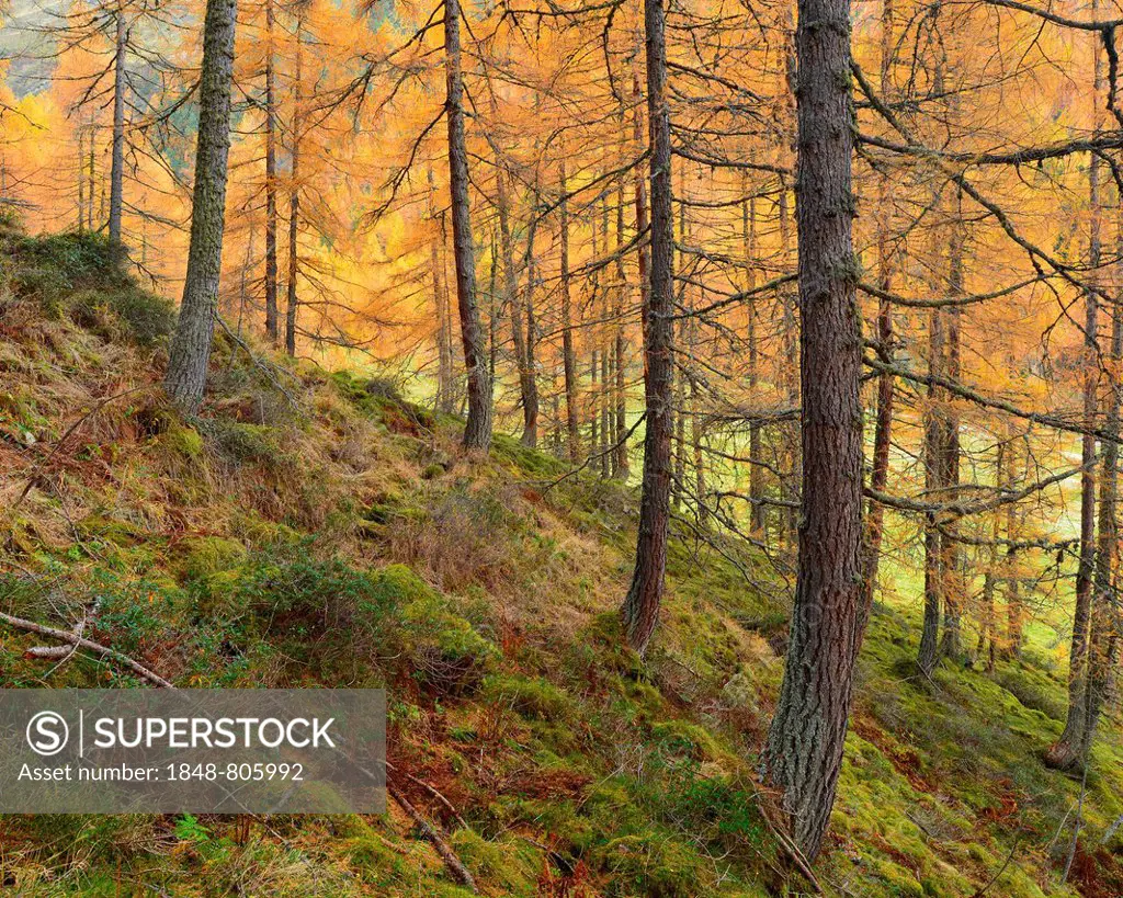 Mountainside forest in autumn, Kraspestal valley, near Haggen, Tyrol, Austria