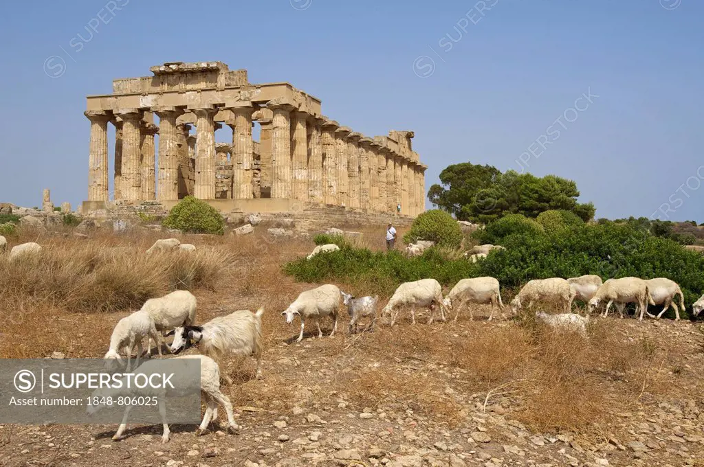 Grazing sheep in front of Temple E, Temple of Hera, Selinunt, Trabant, Sizilien, Italy