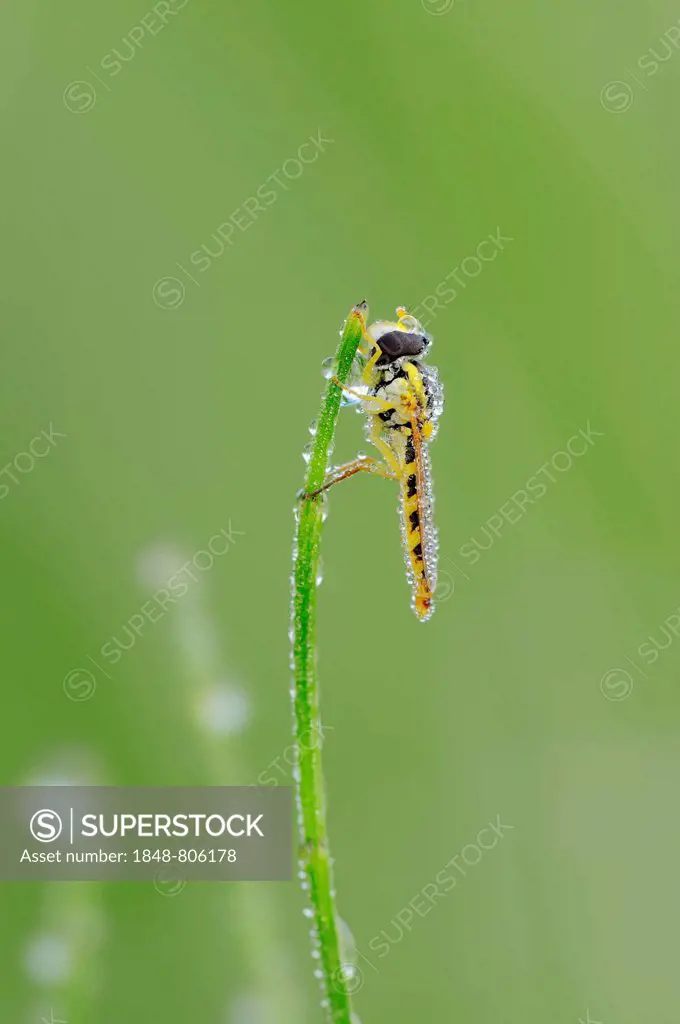 Long Hoverfly (Sphaerophoria scripta) on a blade of grass with morning dew, North Rhine-Westphalia, Germany