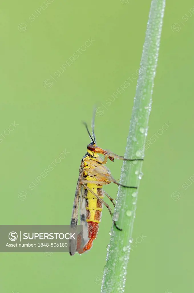 Common Scorpionfly (Panorpa communis), male on a blade of grass with morning dew, North Rhine-Westphalia, Germany