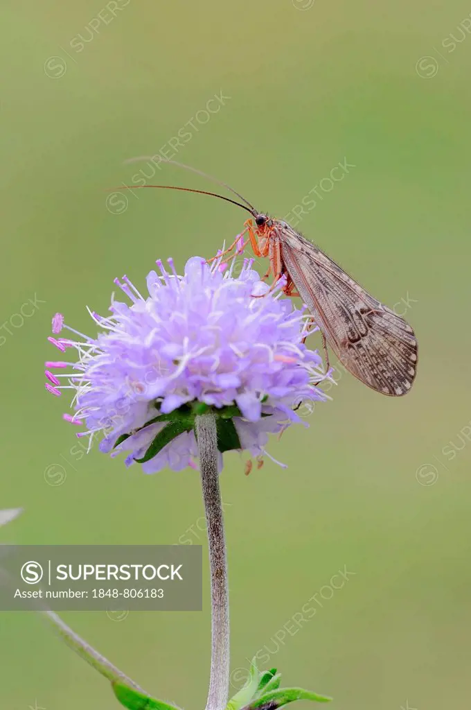 Caddis Fly (Halesus tesselatus) on the flower of a Devil's-bit Scabious (Succisa pratensis), North Rhine-Westphalia, Germany