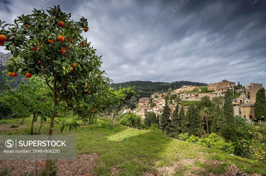 Village in the mountains and orange trees, Deia, Majorca, Balearic Islands, Spain