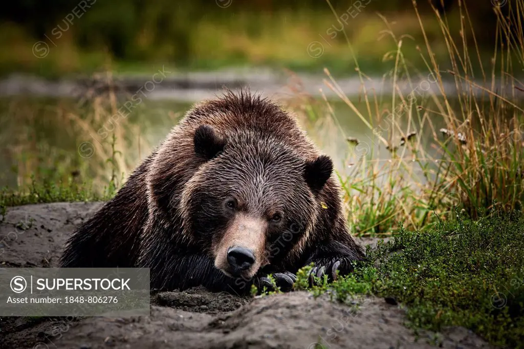 Grizzly Bear (Ursus arctos horribilis) lying on the ground, Valdez, Alaska, United States