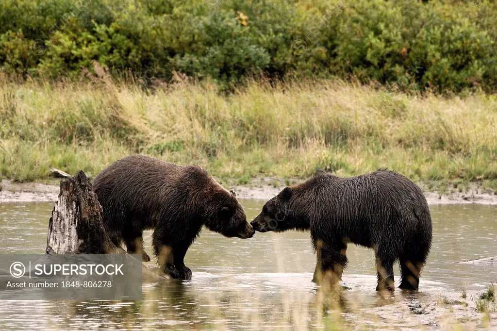 Grizzly Bears (Ursus arctos horribilis) sniffing each other, Valdez, Alaska, United States