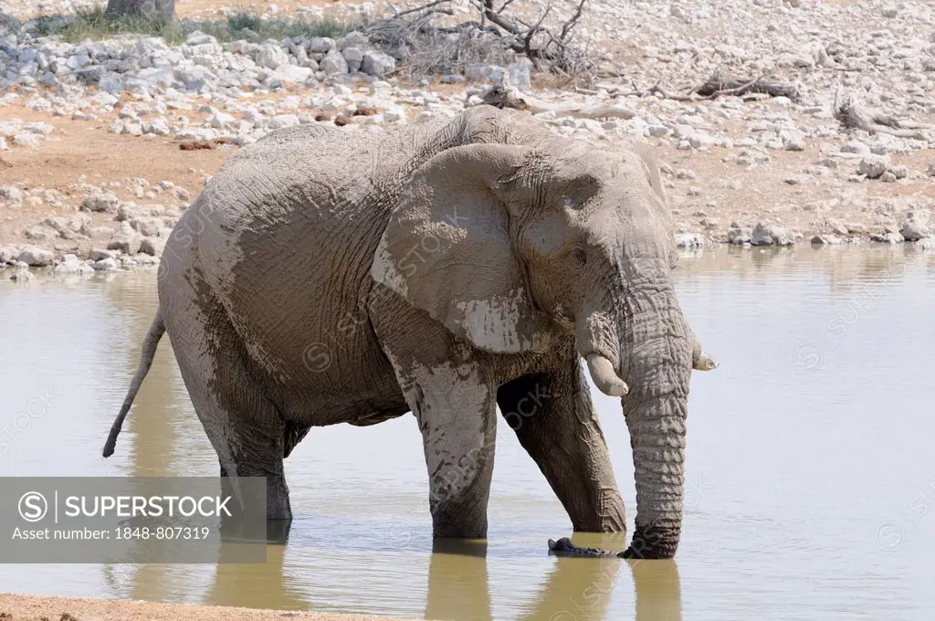 African Bush Elephant (Loxodonta africana) at a waterhole, Etosha National Park, Okaukuejo, Kunene Region, Namibia