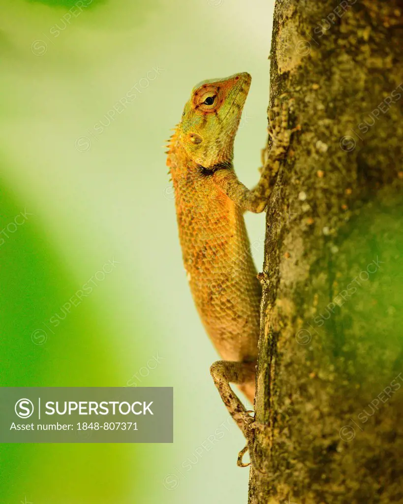 Oriental Garden Lizard, Eastern Garden Lizard or Changeable Lizard (Calotes versicolor) on tree trunk, Ari Atoll, Maldives
