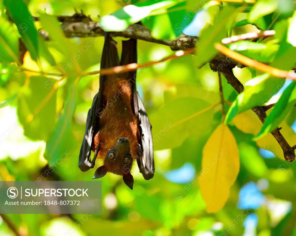 Indian flying fox or Greater Indian Fruit Bat (Pteropus giganteus) hanging from a tree, Ari Atoll, Maldives