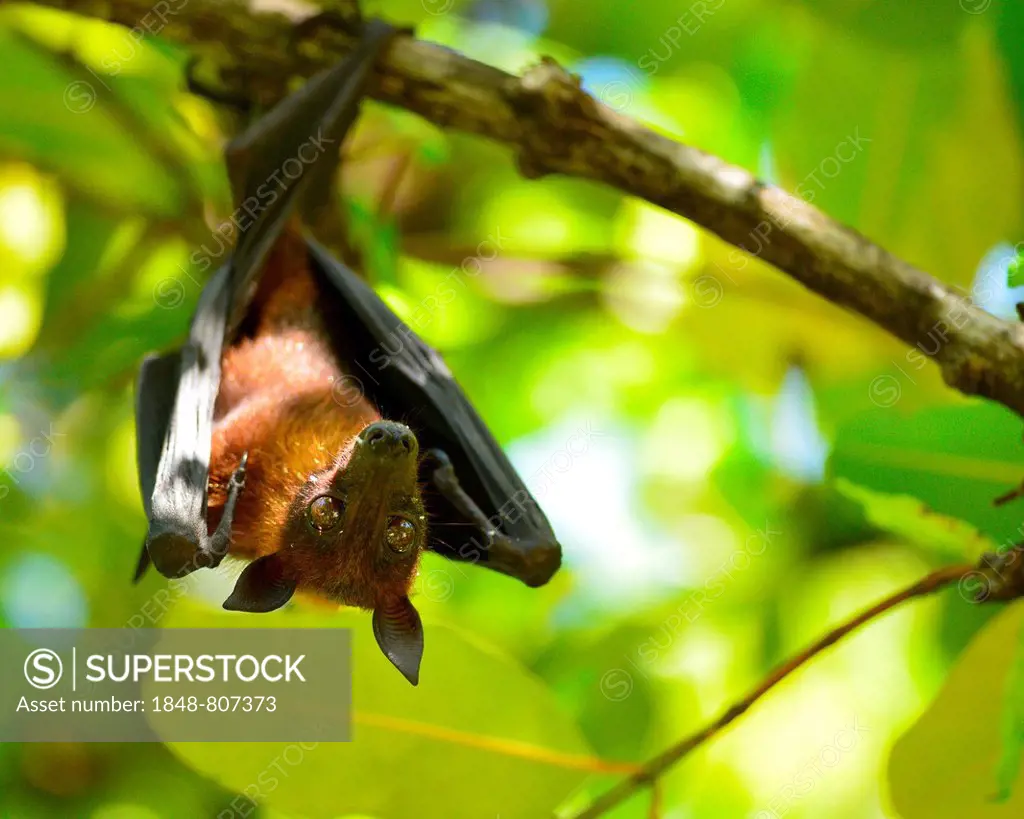 Indian flying fox or Greater Indian Fruit Bat (Pteropus giganteus) hanging from a tree, Ari Atoll, Maldives