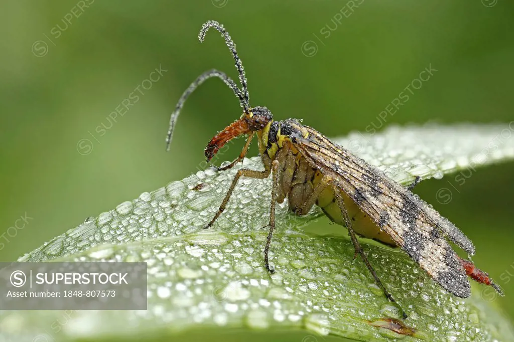 Common Scorpionfly (Panorpa communis), female, Hesse, Germany