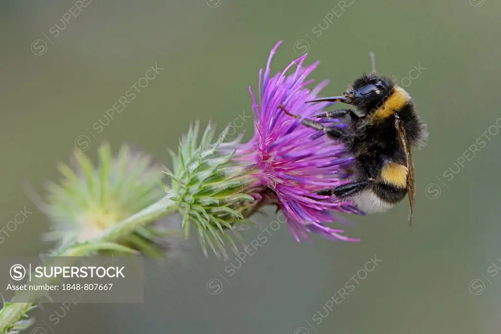 Buff-tailed Bumblebee or Large Earth Bumblebee (Bombus terrestris), Emsland, Lower Saxony, Germany