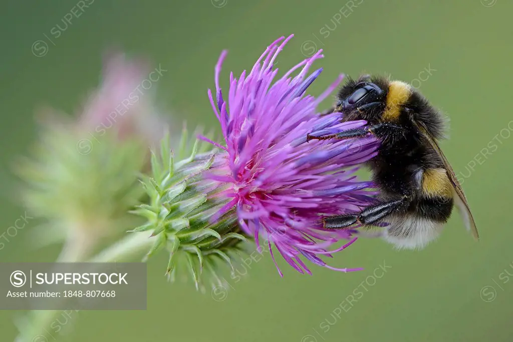 Buff-tailed Bumblebee or Large Earth Bumblebee (Bombus terrestris), Emsland, Lower Saxony, Germany