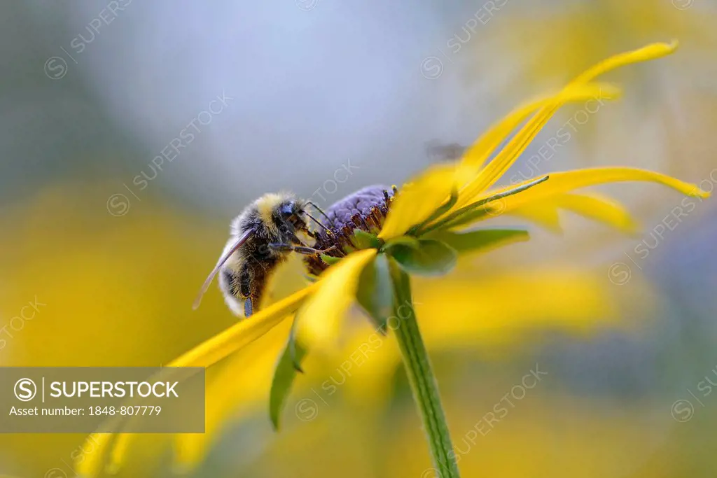 White-tailed Bumblebee (Bombus lucorum), Emsland, Lower Saxony, Germany