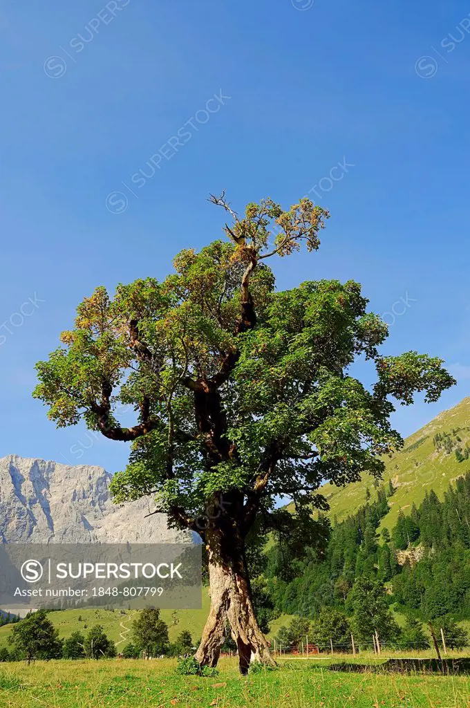 Sycamore or Sycamore Maple (Acer pseudoplatanus), Großer Ahornboden, Karwendel Mountains, Tyrol, Austria