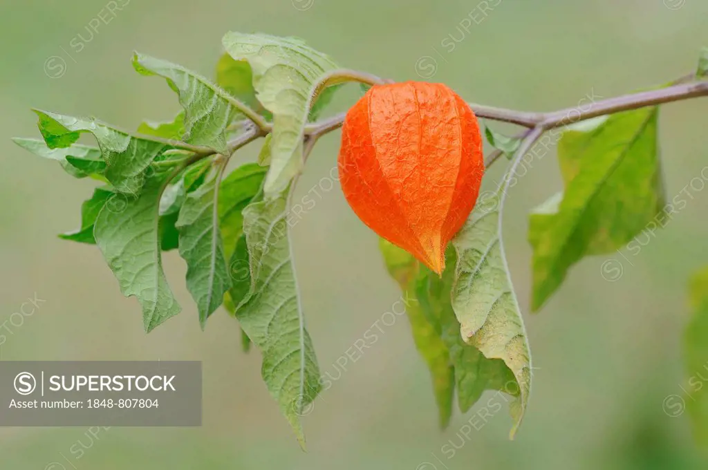 Bladder Cherry or Chinese Lantern (Physalis franchetii, Physalis alkekengi), fruit, North Rhine-Westphalia, Germany