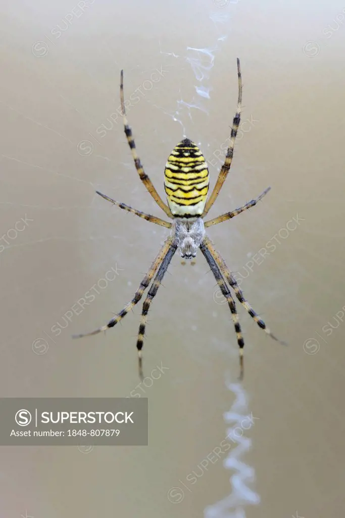 Wasp Spider (Argiope bruennichi), Emsland, Lower Saxony, Germany