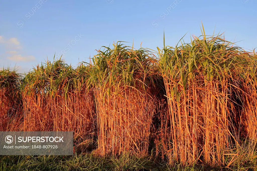 Giant Chinese Silver Grass (Miscanthus floridulus), North Rhine-Westphalia, Germany