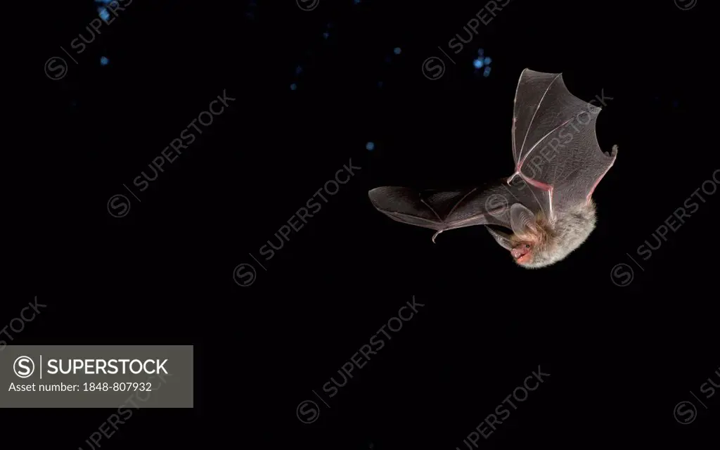Bechstein's Bat (Myotis bechsteinii), Hesse, Germany